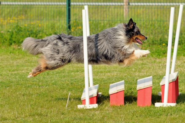 Crossdogging