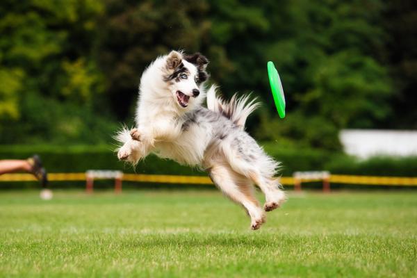 Dog Frisbee