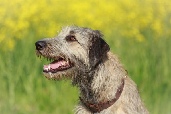 Der Hundekauf (ein Überblick)