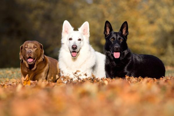 Die Hundehalterhaftung