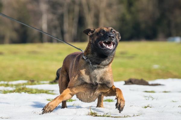 Hund beißt anderen Vierbeiner
