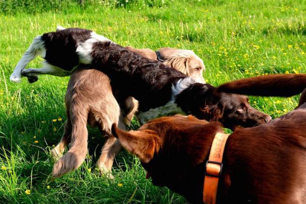 Haftet die Hundeversicherung auch, wenn der Hund nicht angeleint war?