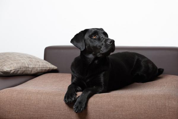 Probleme mit dem Hund in der Mietwohnung!