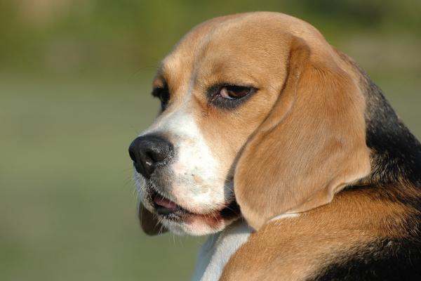 Muss ich meinen Hund anmelden und versichern?