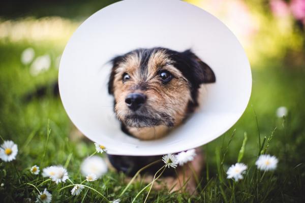 Mein Hund wurde angegriffen!