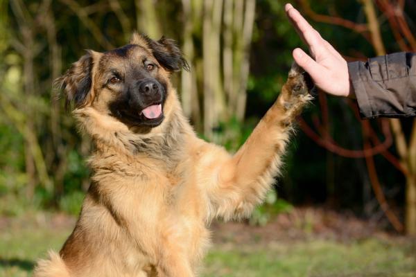 Hundesitting als Nachbarschaftshilfe...