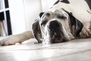 Hund und Mietwohnung