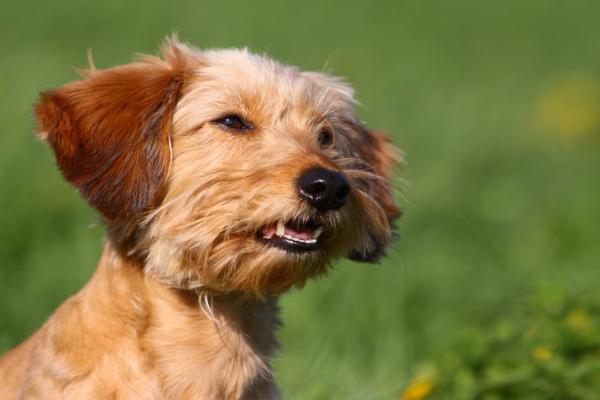 Charakter-Hunde.de - Hunde mal anders....