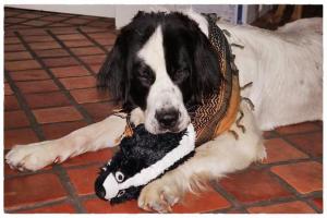 Doggles - Bottle Critters alias "Nanes Stinktier"