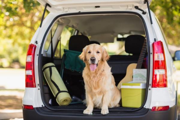 Reisen mit Hund