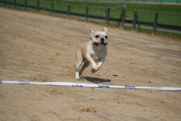 10. Mopsrennen in Hamburg 