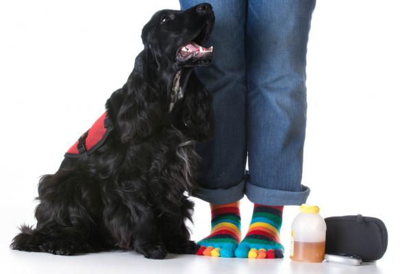 Diabeteswarnhund - Schutzengel auf vier Pfoten 