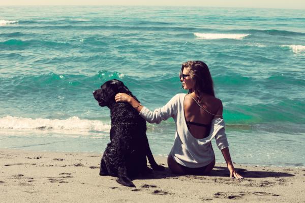 Reisezeit als Hundefreund