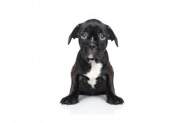Hunde im Zoofachhandel! UNFASSBAR!!!