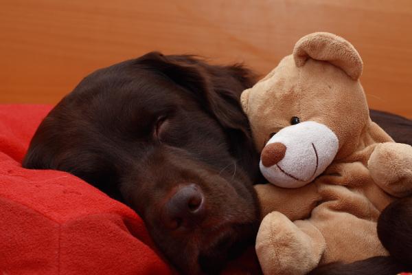 Wie viel Stunden Schlaf braucht ein Hund?