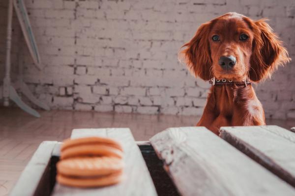 Die 10 häufigsten Erziehungsfehler beim Hund - Kennt ihr das auch?
