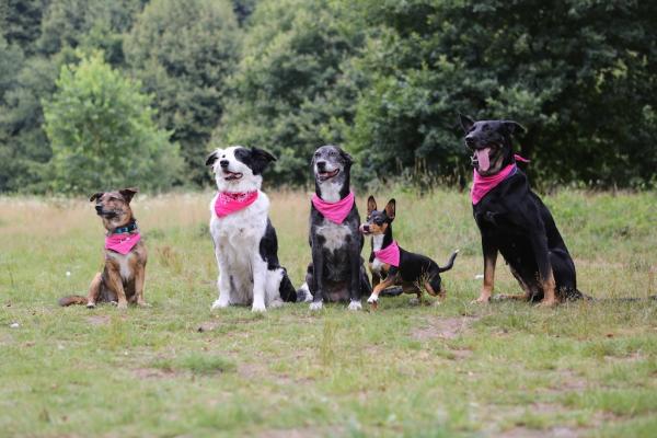 „Hot Pink Ladies“ – Warum pinkfarbene Halstücher helfen können