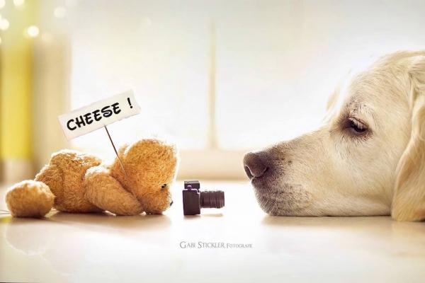 Retriever Mali...wunderbare Fotos...