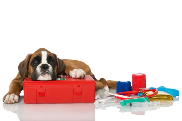 Impfspezial - Top Ten Thesen zum Thema Impfen bei Hunden