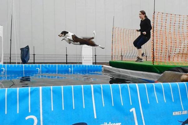 Dock Diving - Action und Spaß garantiert!