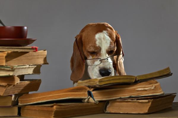 Hundeknigge - gemeinsam Rücksicht nehmen!