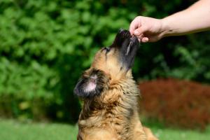 „Ich soll fremde Hunde nicht füttern!“ 