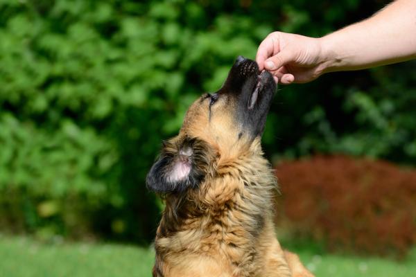 „Ich soll fremde Hunde nicht füttern!“ 