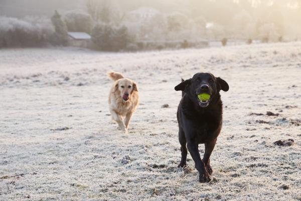 Es wird kälter - auch für den Hund!