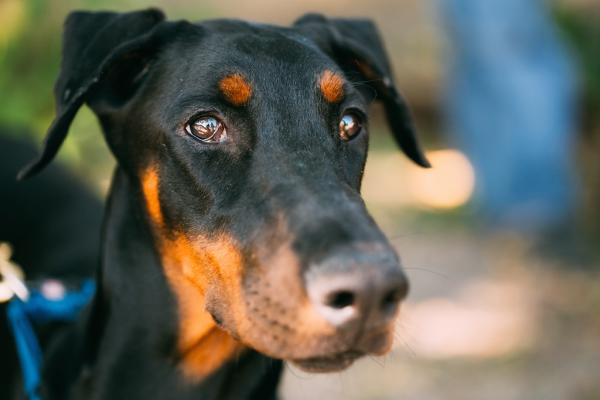 Qualzucht – Dobermann?