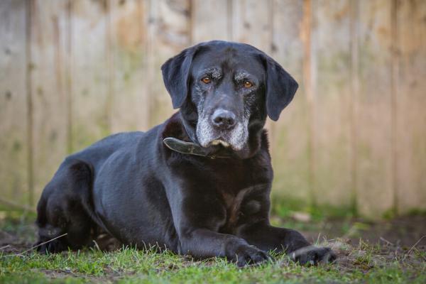 Wie alt werden Hunde eigentlich?