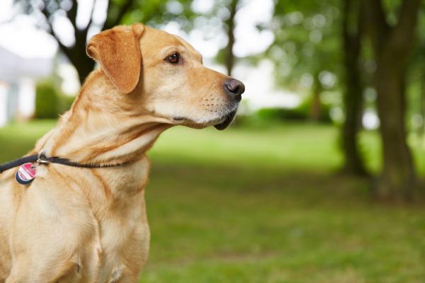 Ich lasse meinen Hund nicht in einen anderen (angeleinten) Hund hineinrennen.