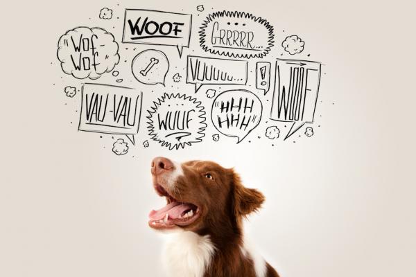 Warum bellen Hunde eigentlich?