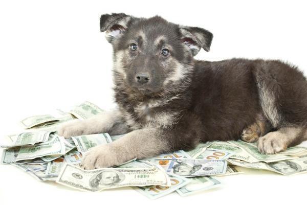 Kosten rund um den Hund - was muss man einplanen?