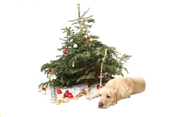 Kurz vor Weihnachten: Vorsicht mit der Deko!