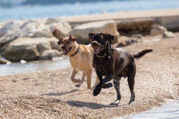 Traumurlaube mit Hund