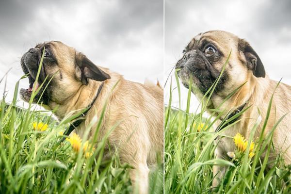 Warum fressen Hunde Gras?