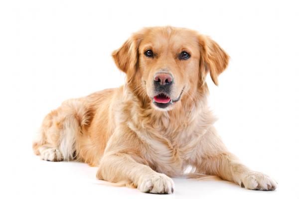 Augen auf beim Hundekauf!!!