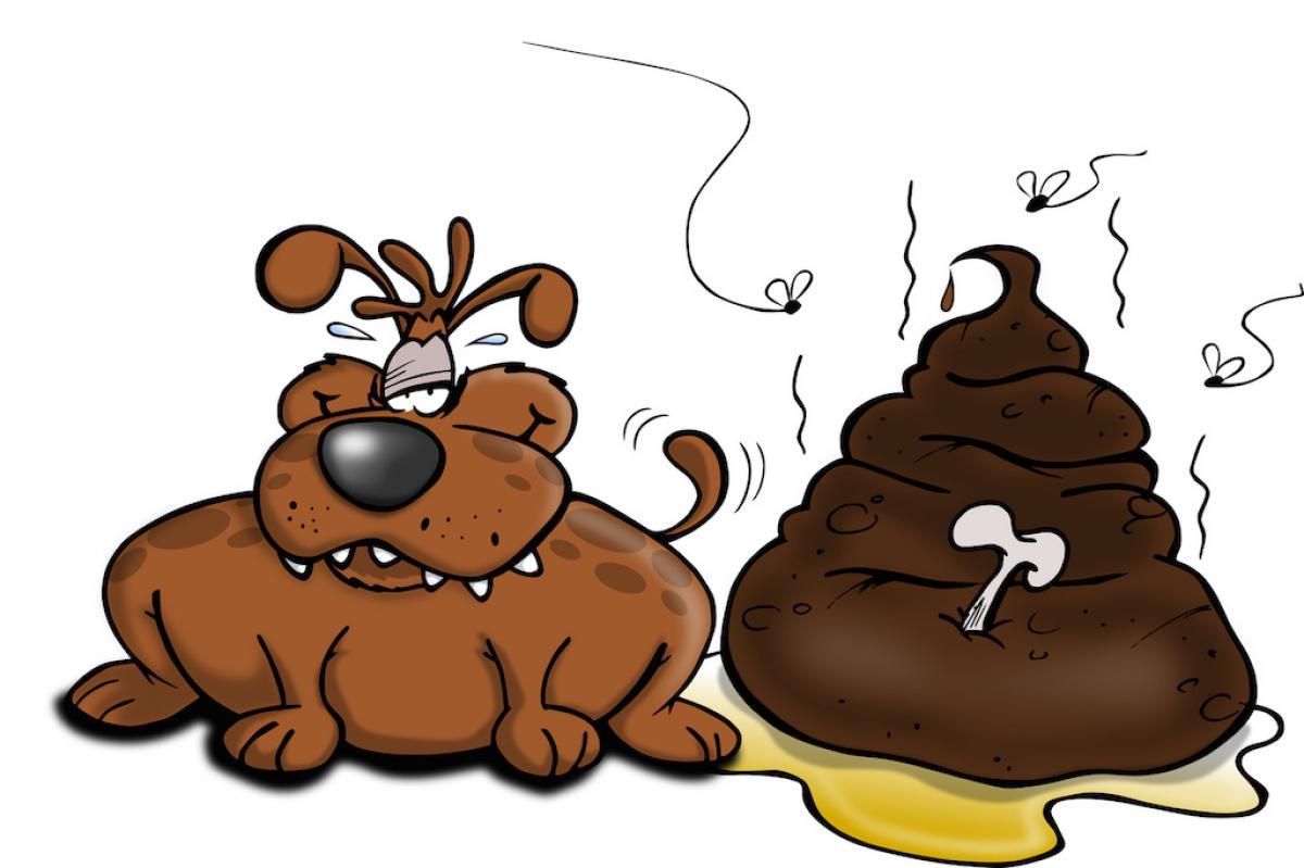 Warum fressen Hunde Kot?