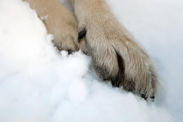 Pfoten schützen bei Schnee & Eis