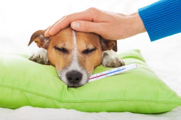 Können sich Hunde erkälten?