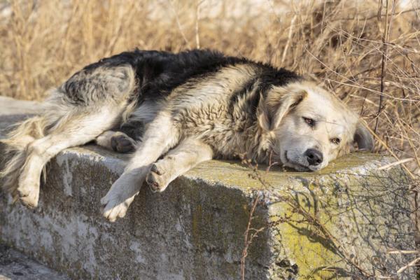 Können Hunde trauern? Natürlich!