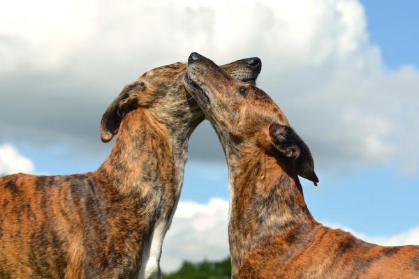 Ein trauriger Tag für die spanischen Galgos...