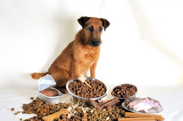 Warum frisst mein Hund plötzlich nicht mehr? 