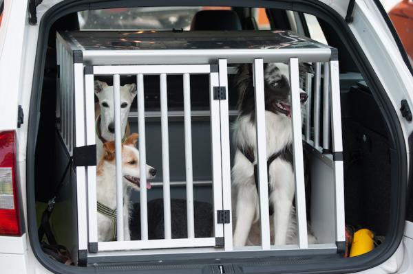 Wie sichere ich meinen Hund im Auto?