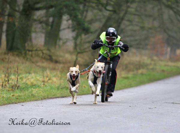 Mit dem Hund im Geschwindigkeits- und Adrenalin-Rausch