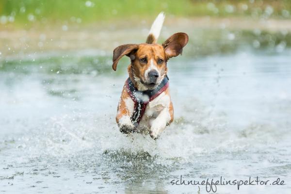 Hundefotografie | Die Wahl der richtigen Ausrüstung 