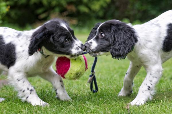„Es lebe der Hund“ - Spaß für Hund & Mensch im Alltag 