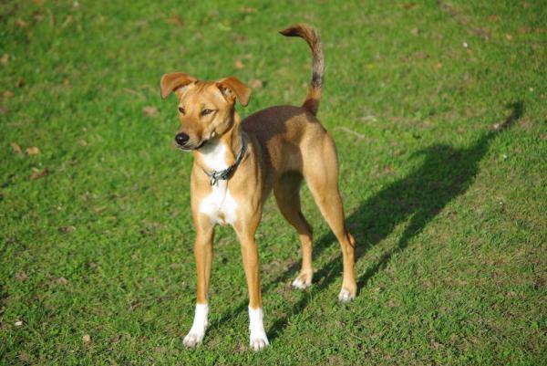 Warum wedelt der Hund mit der Rute?