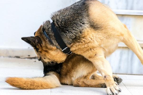 Wenn Hunde ihren "Schwanz" jagen...