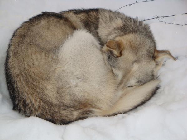 Warum drehen sich Hunde vorm Schlafengehen?